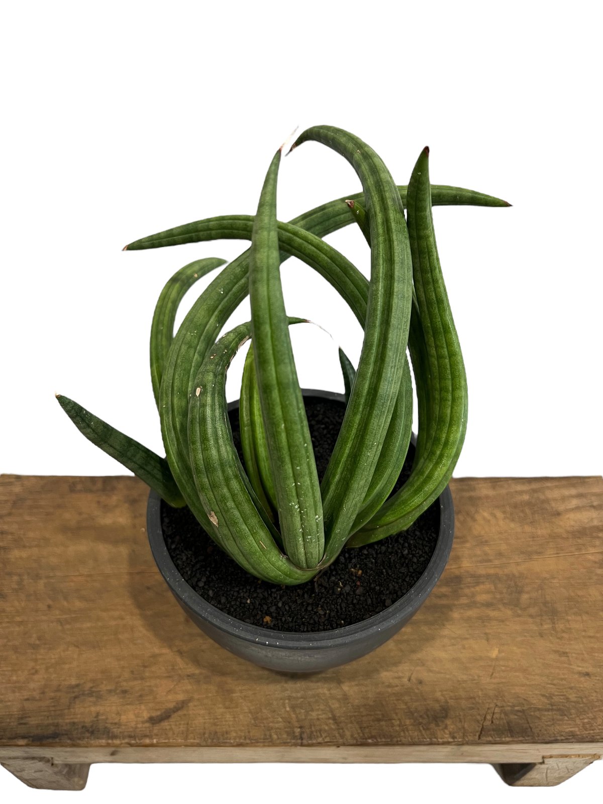 サンセベリア アンヤマニー ハイブリッド “トルネード