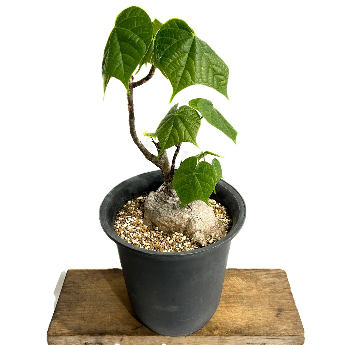 フィルミアナ・コロラータ Firmiana colorata フィルミアナ コロラータ「 Firmiana colorata」5/29-646 | SHOU