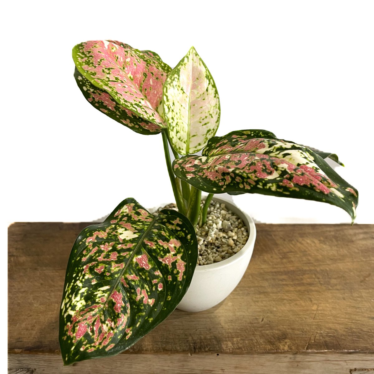 アグラオネマ ダイヤモンド トリカラー Aglaonema アグラオネマ アンヤマニー トリカラー「Aglaonema Unyamanee