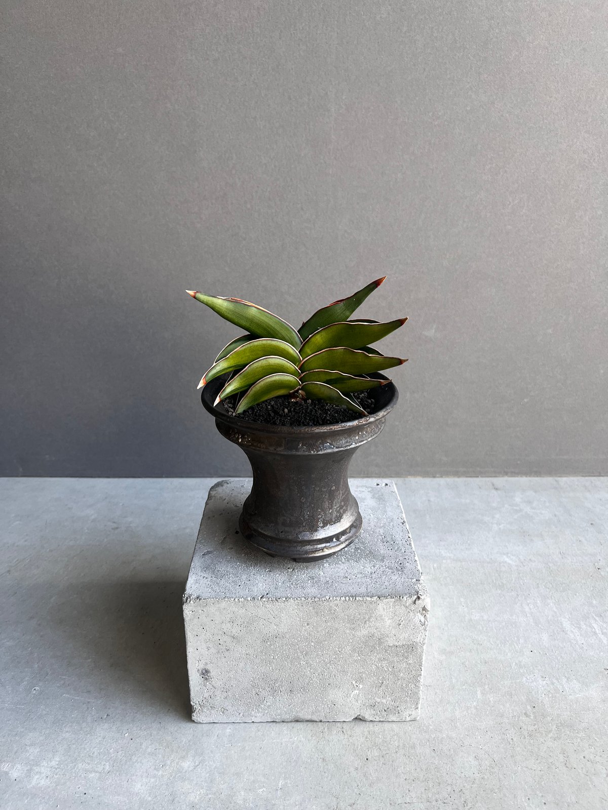 富*様 S6521★オークション販売★ サンスベリア ロリダ ヴァエリガータ 斑 富*様 S6521☆オークション販売☆ サンスベリア ロリダ