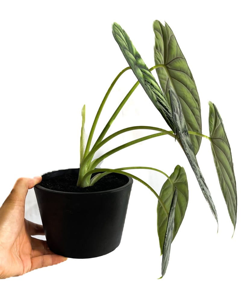 アロカシア ドラゴンスケール バリエガータ【写真現物