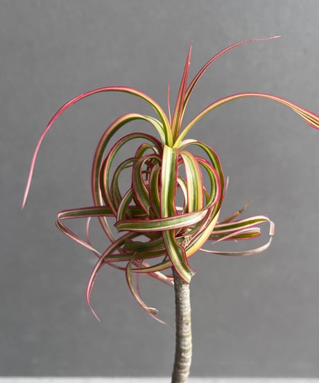 ドラセナ キュンティ 「Dracaena concinne Kuhnty 」35A