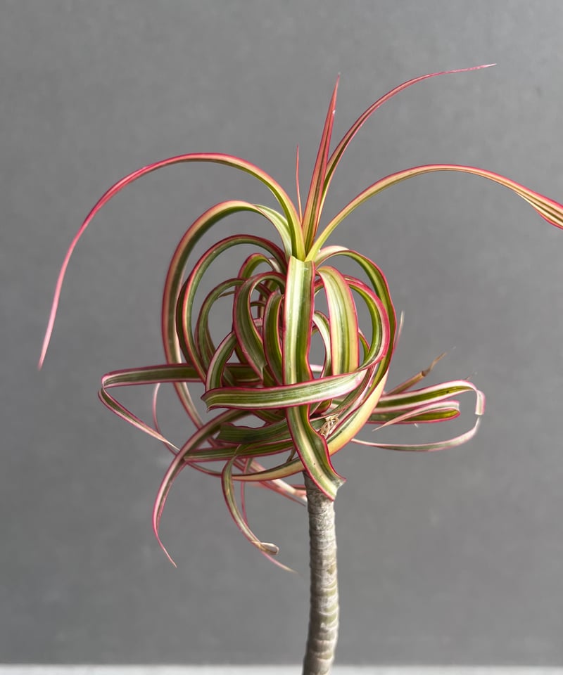 スプモーニさま専用　ドラセナ　キュンティ ドラセナ キュンティ「Dracaena concinne Kuhnty 」81J | SHOU