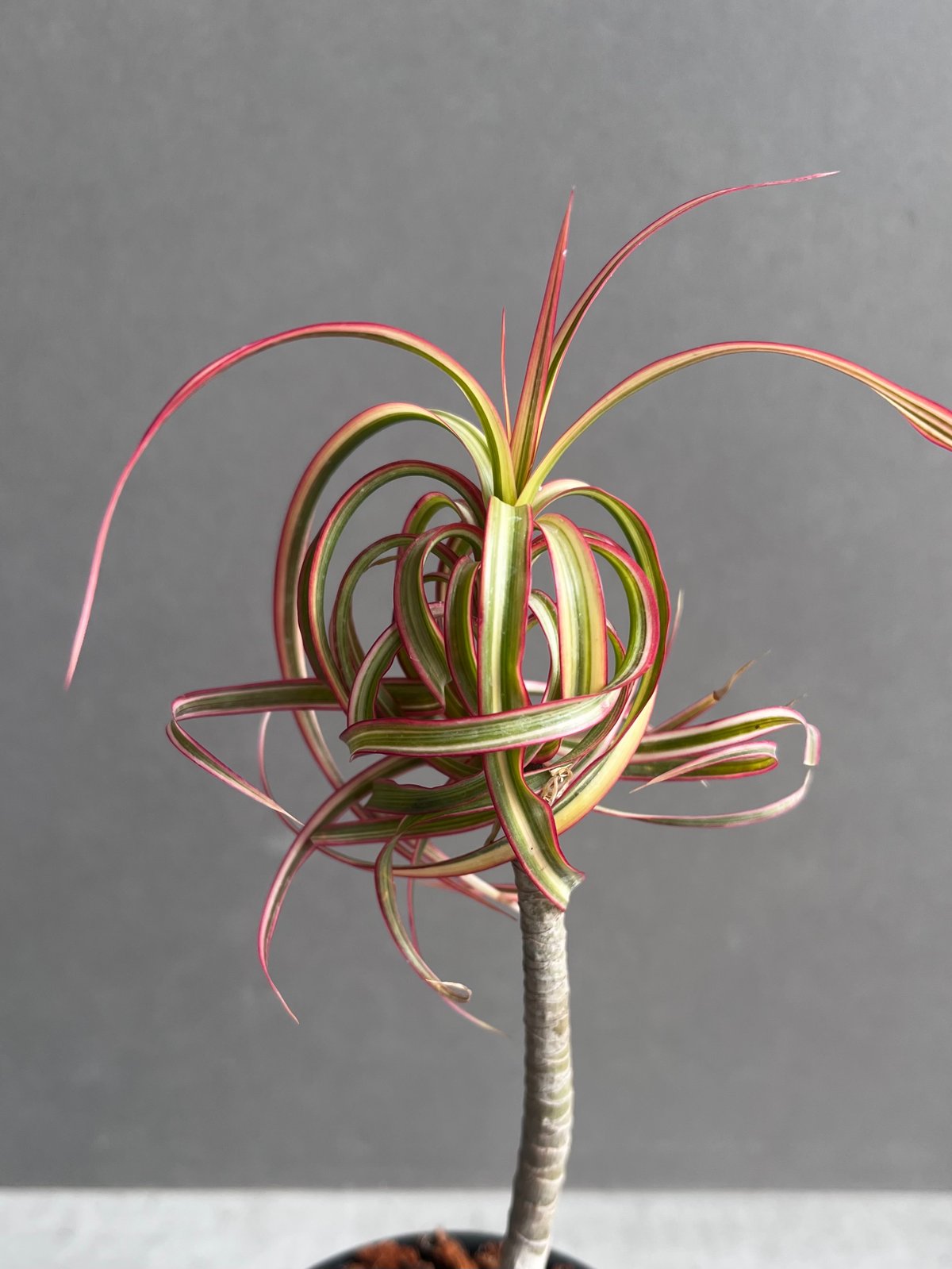 ドラセナ・キュンティー (Dracaena kuntii) ドラセナ キュンティ 「Dracaena concinne Kuhnty 」35A | SHO