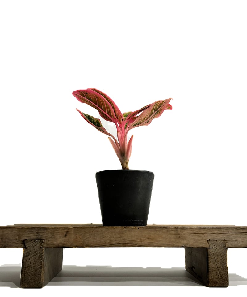 アグラオネマ ロータス デライト「Aglaonema Lotus Delight」11/17