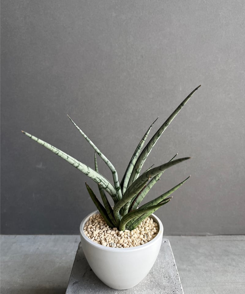 サンセベリア プラ カイ ケオ 「Sansevieria Pra Kay Kaow (by