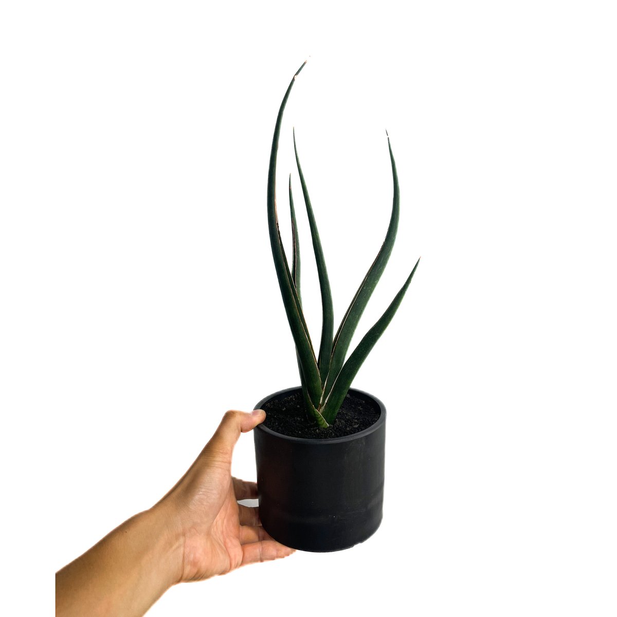 EMP サンセベリア ブラックカラバオ / SA332 EMP サンセベリア ブラックカラバオ / SA332