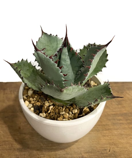 アガベ TMMM アガベ・チタノタ 鰐亀（芽）-014｜agave titanota alligator sna