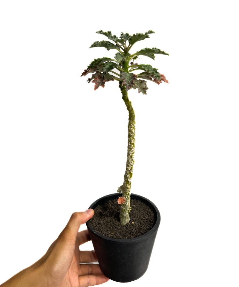 ドルステニア ジプソフィラ x ラブラニー 「Dorstenia ドルステニア ジプソフィラ x ラブラニー 「Dorstenia