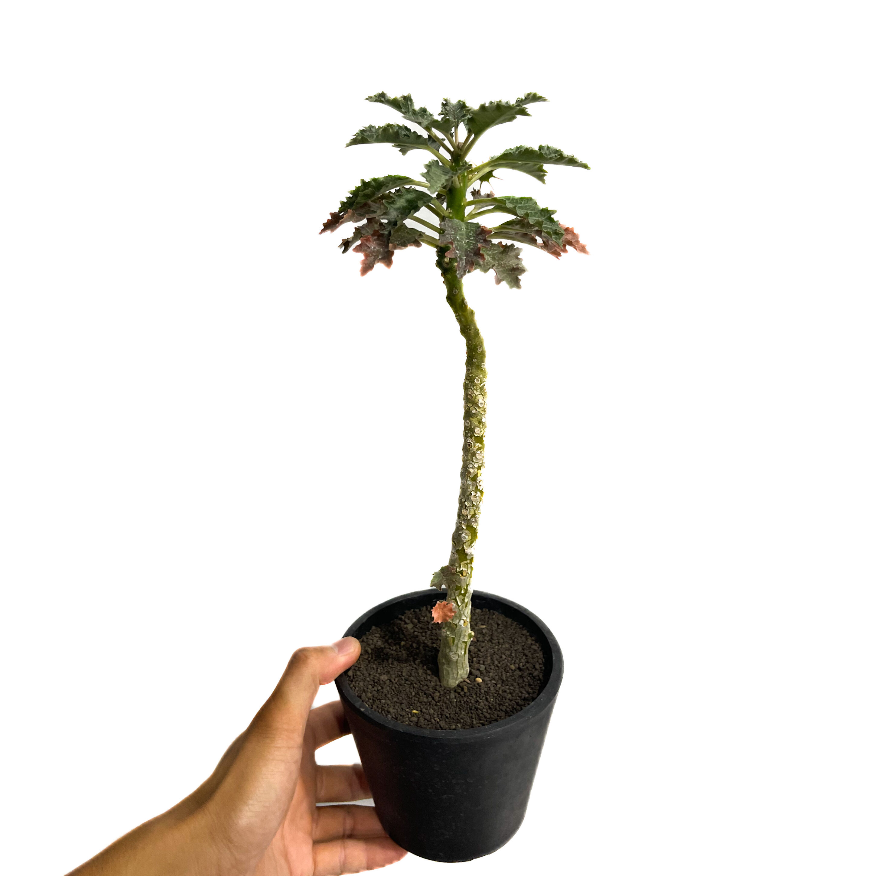 ドルステニア ジプソフィラ x ラブラニー 「Dorstenia gypsophila x l