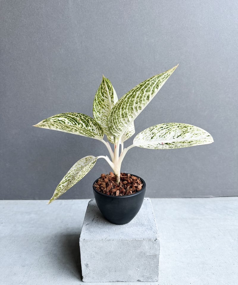 アグラオネマ Aglaonema Magenta アグラオネマ マゼンタ 【artPLANTs/PLANTS