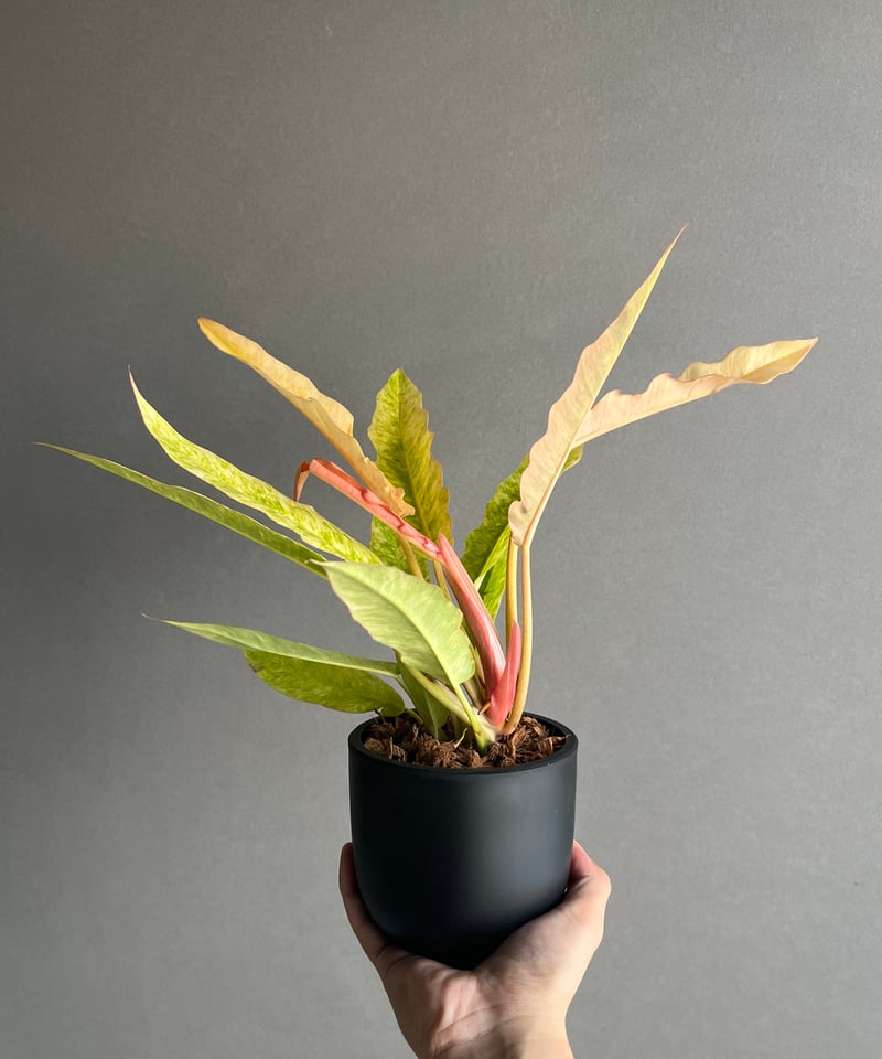 フィロデンドロン リング オブ ファイヤー 「Philodendron 'Ring of Fi