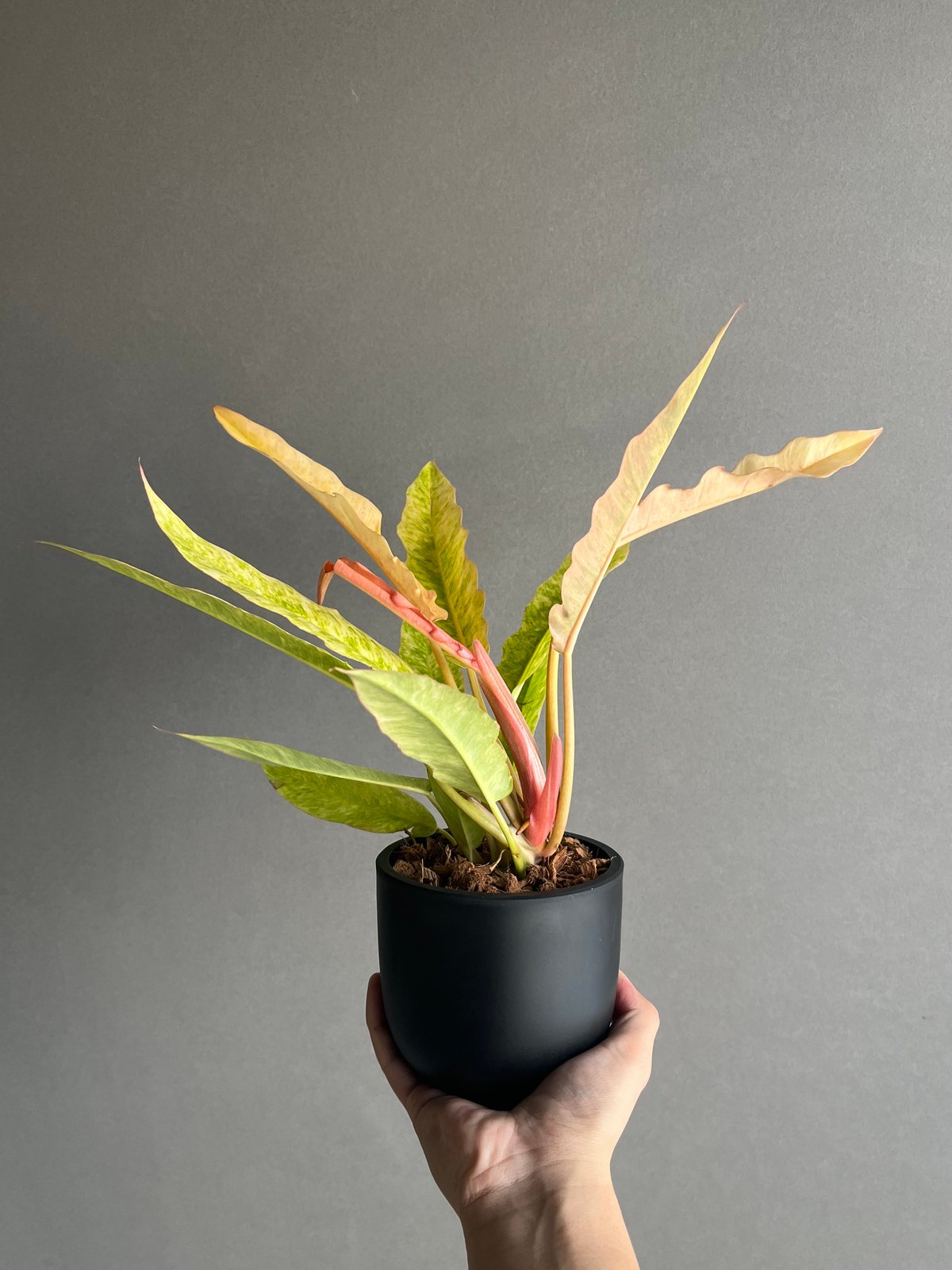 フィロデンドロン リング オブ ファイヤー 「Philodendron 