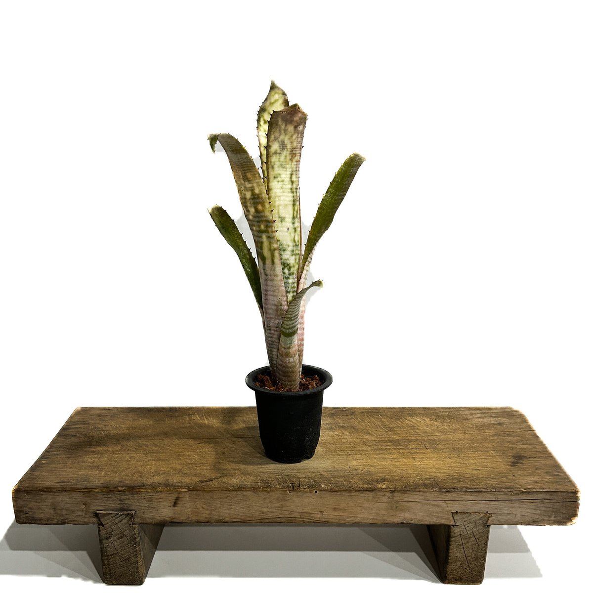 ビルベルギア Billbergia 'Pipeline' Billbergia 'Pipeline' (開花株