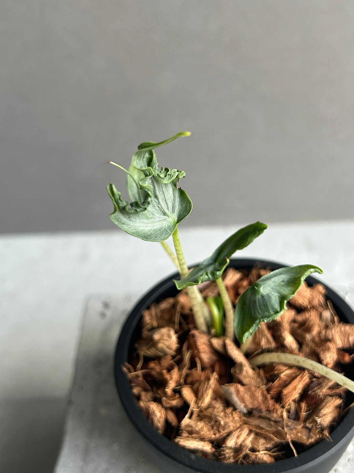 希少　アロカシア　ホーリーグレイル アロカシア ホーリー グレイル “ドワーフ”「Alocasia Holy Grail “ Dw