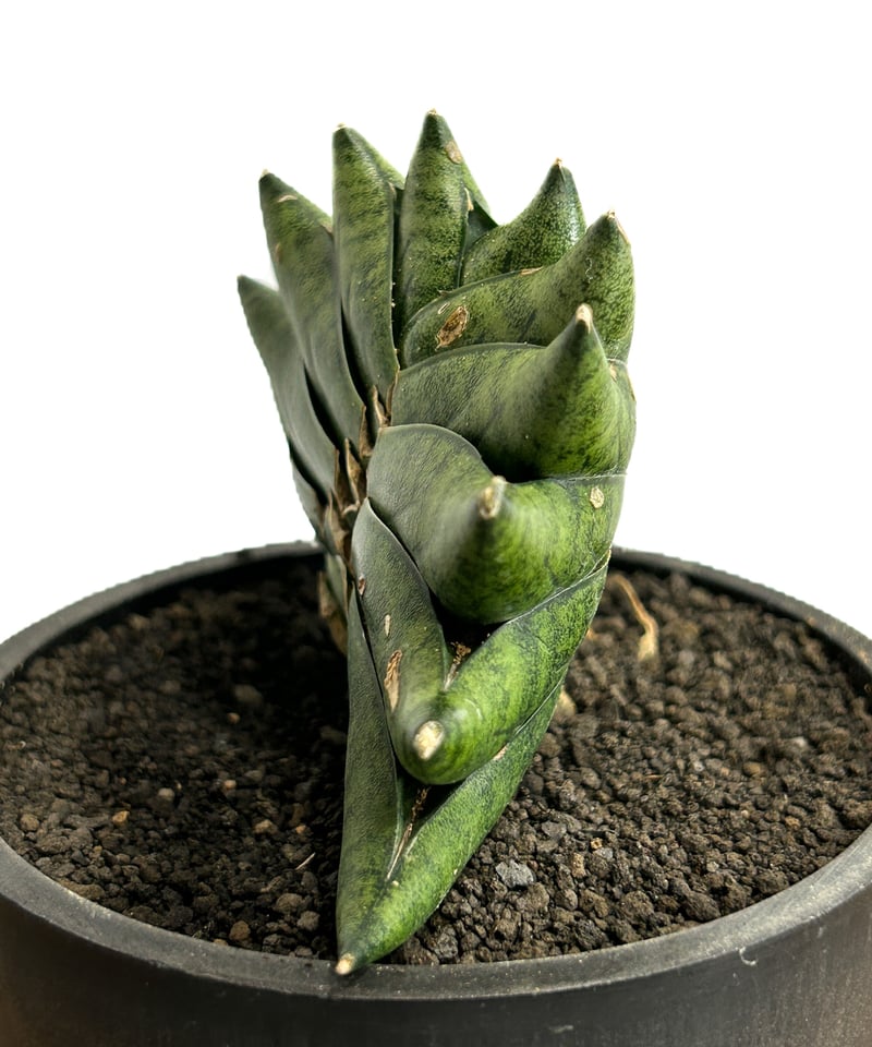 サンセベリア メタル ツイスト「Sansevieria Metal Twist (by Ad