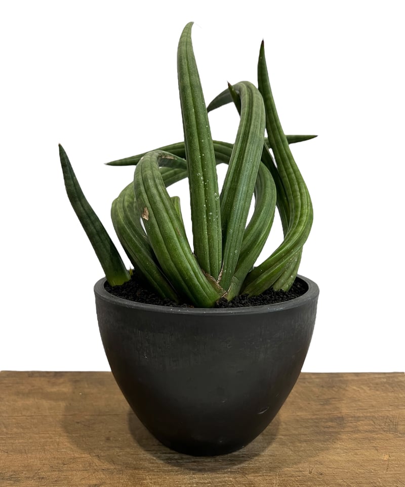 サンセベリア アンヤマニー ハイブリッド “トルネード” 「Sansevieria