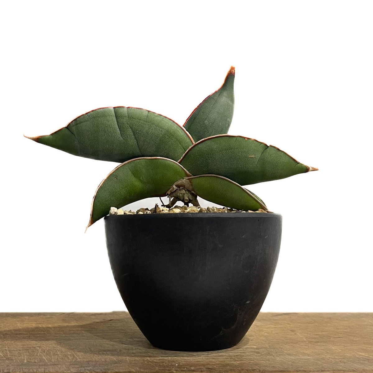 サンセベリア エーレンベルギー バナナ 「Sansevieria ehrenbergii Ba