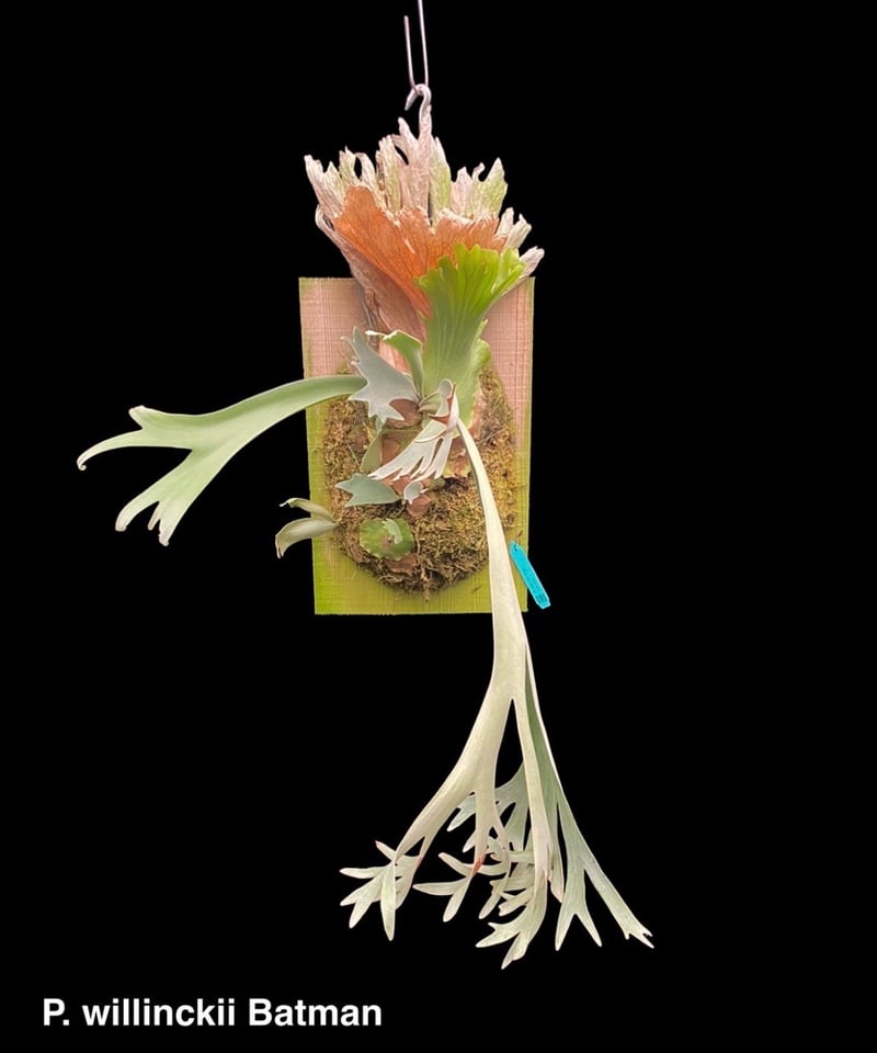 ビカクシダ ウィリンキー P.willinckii 'Hualian' 【公式通販】