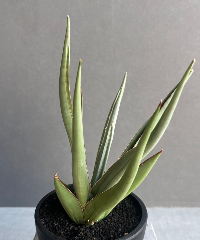 g17 サンスベリア パイフーメイ サンセビリア Sansevieria Bai Fu Mai サンセベリア バイ フー マイ ボンセ