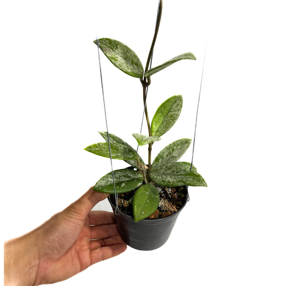 ホヤ プビカリクス シルバー ゴースト / レア / ホヤ / サクララン