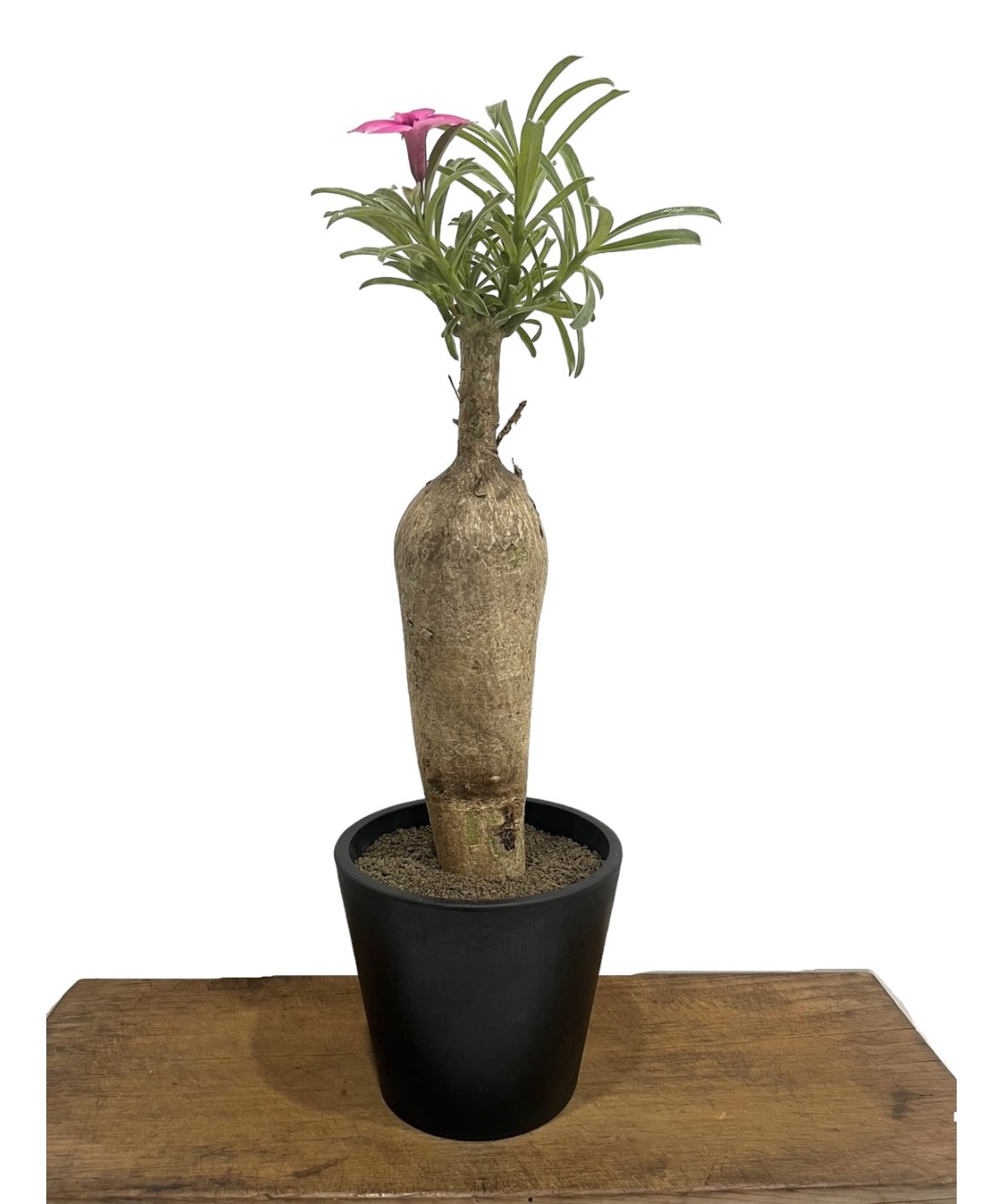 アデニウム.スワジクム fit=scale-down,w=1200