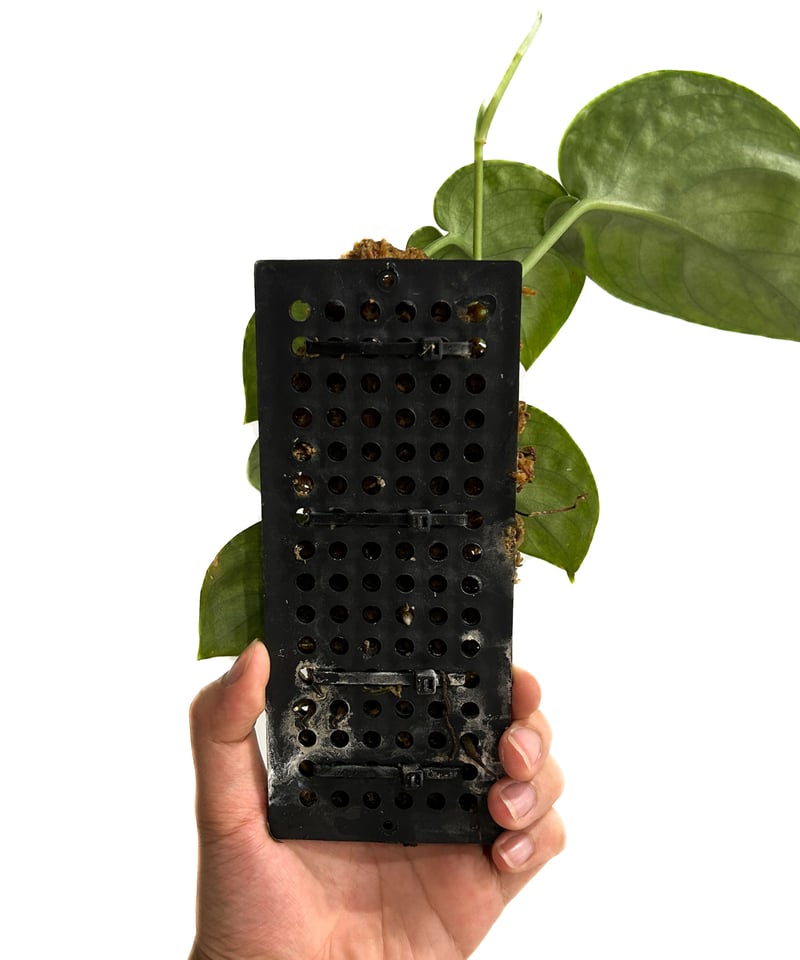 スキンダプサス sp.「Scindapsus sp.」8/12-48B | SHOUCHIKUEN