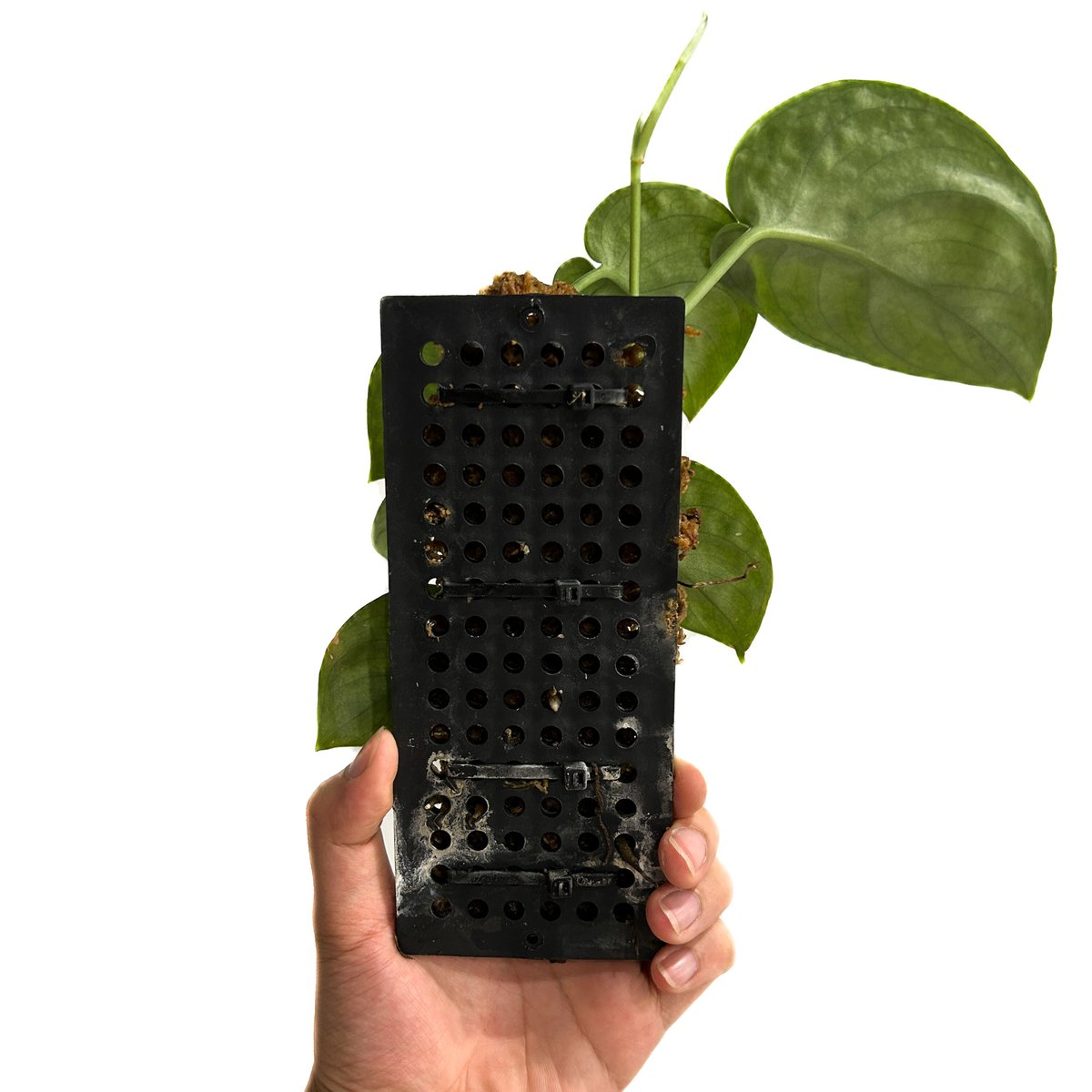 スキンダプサス sp.「Scindapsus sp.」8/12-48B | SHOUCHIKUEN