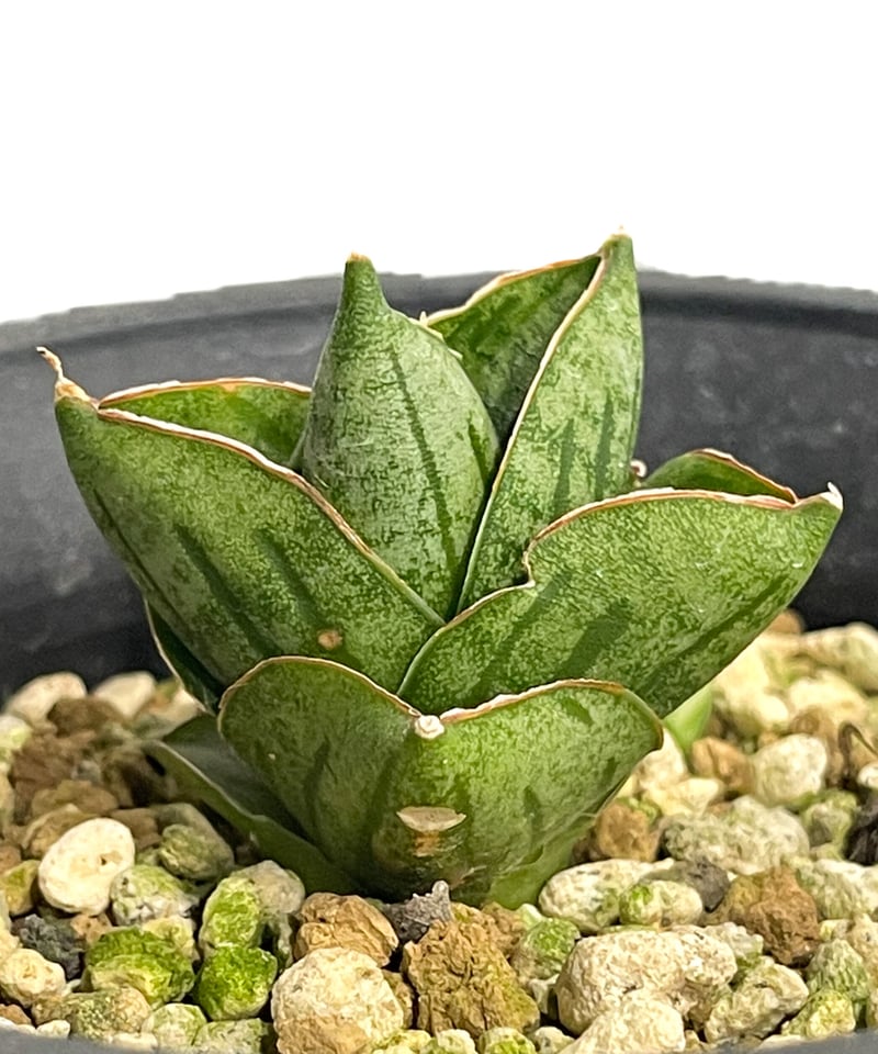 サンセベリア ミニ ローズ「Sansevieria Mini Rose (by Unyaman