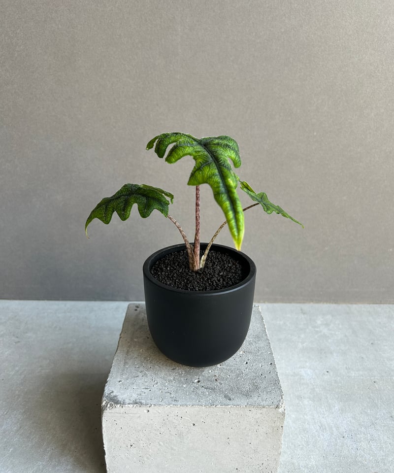 アロカシア ジャックリン「Alocasia Jacklyn」73K | SHOUCHIKUEN