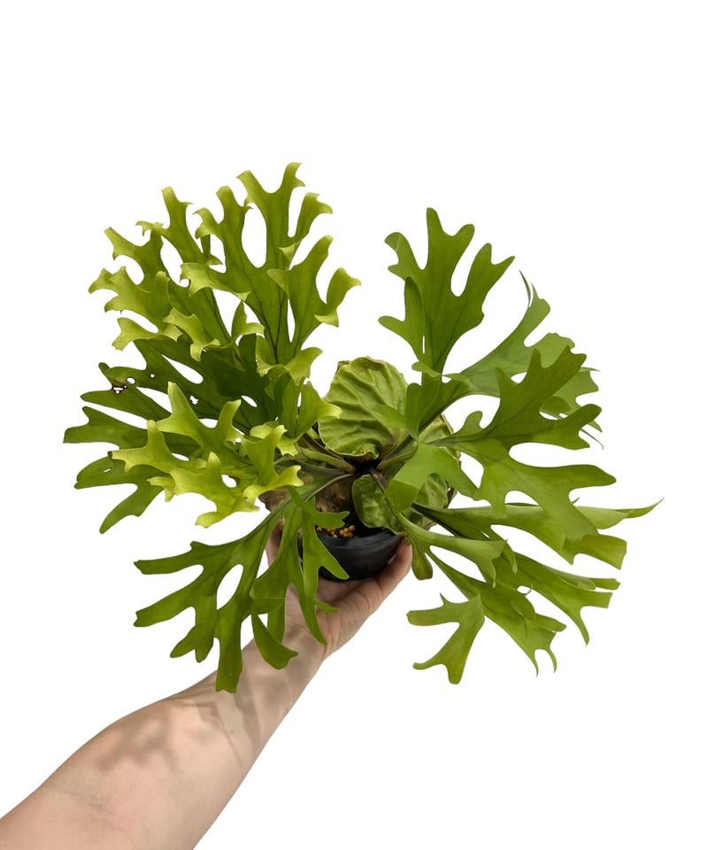 ridleyi NO.310 ビカクシダ リドレイ ridleyi NO.310 ビカクシダ リドレイ 観葉植物