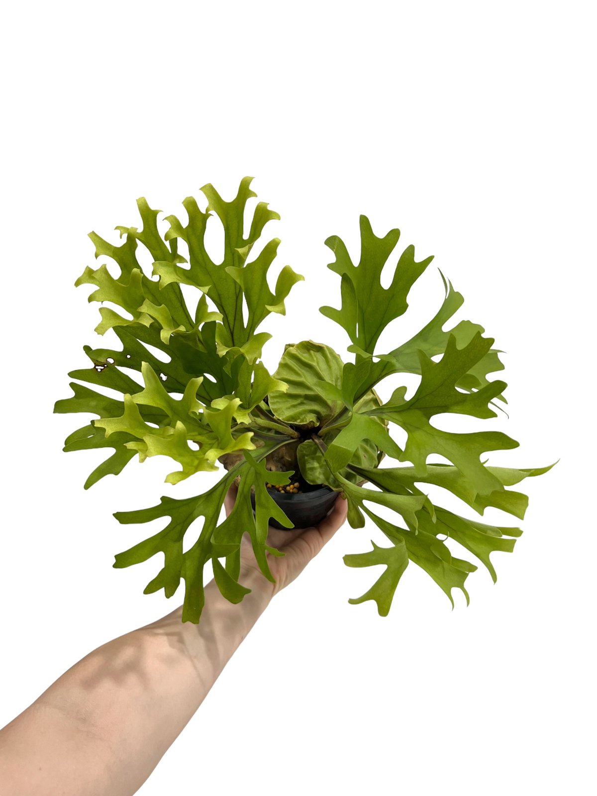 ビカクシダ リドレイ(by ヌクル) 「Platycerium ridleyi (by Nuk