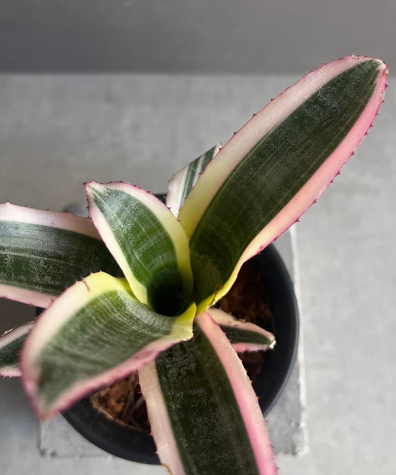 エクメア オットー 「Aechmea Otto」40A | SHOUCHIKUEN