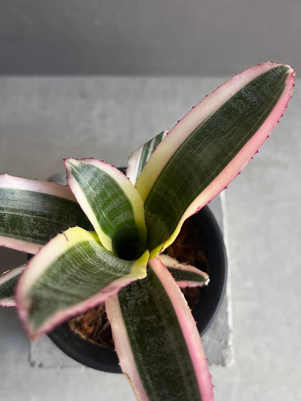 希少　Aechmea Otto エクメア　オットー　超美株　タンクブロメリア ▪️Plants Buyer's Talk ▪️ Aechmea Otto エクメア オットー