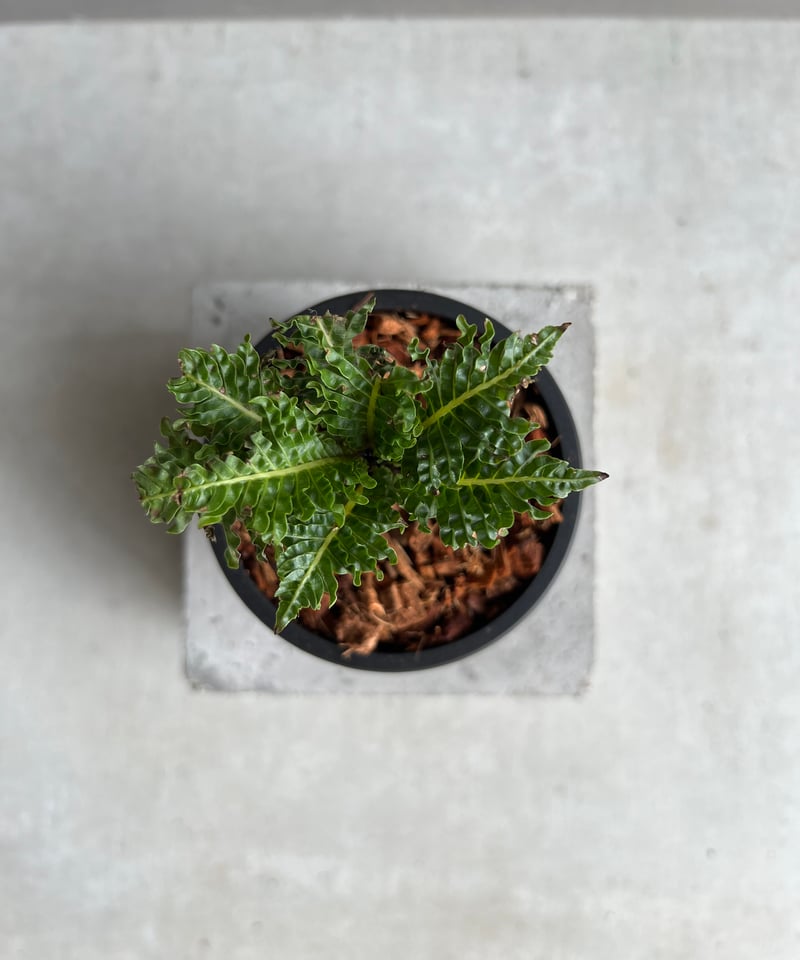 ブレクナム ギッバム ドワーフ 「Blechnum gibbum Dwarf 」28C | S