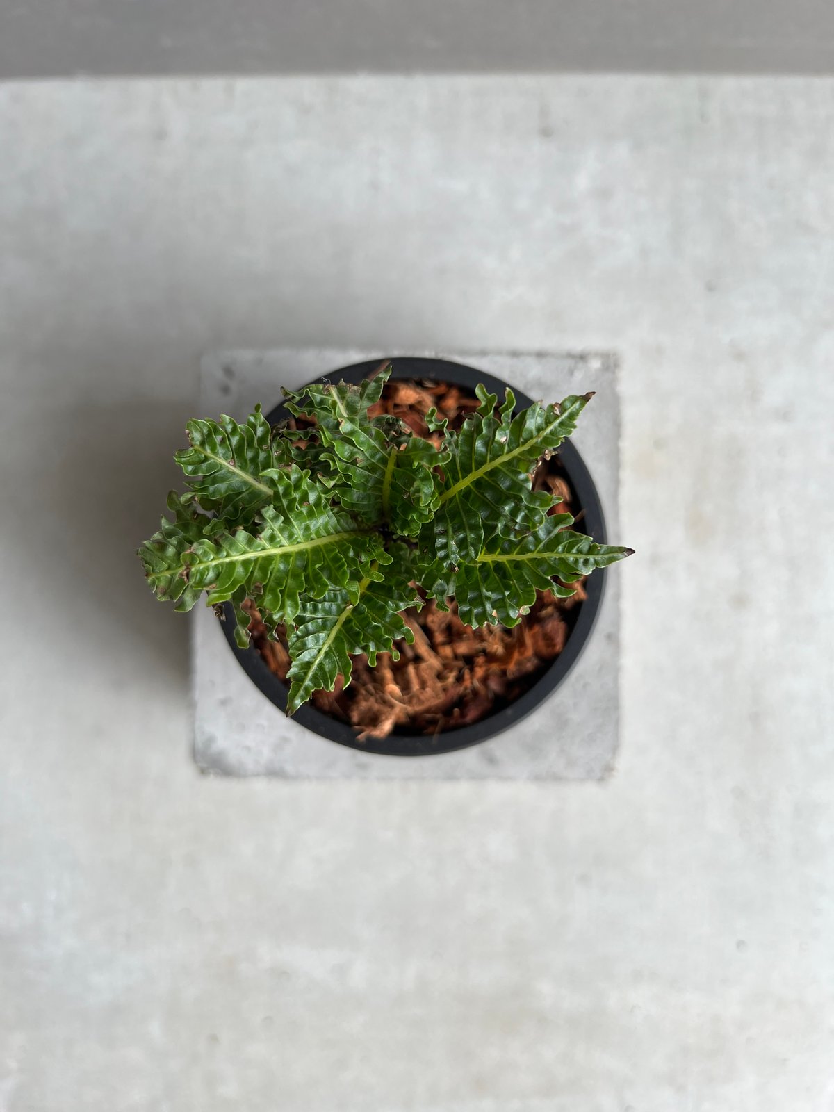 ブレクナム ギッバム ドワーフ 「Blechnum gibbum Dwarf 」28C | S