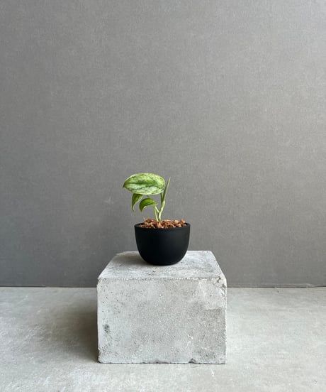 ベニシア　複製画　ナスタチウム P. willinckii 'Bacteria' spore grown 伝市窯仕立ての一点物