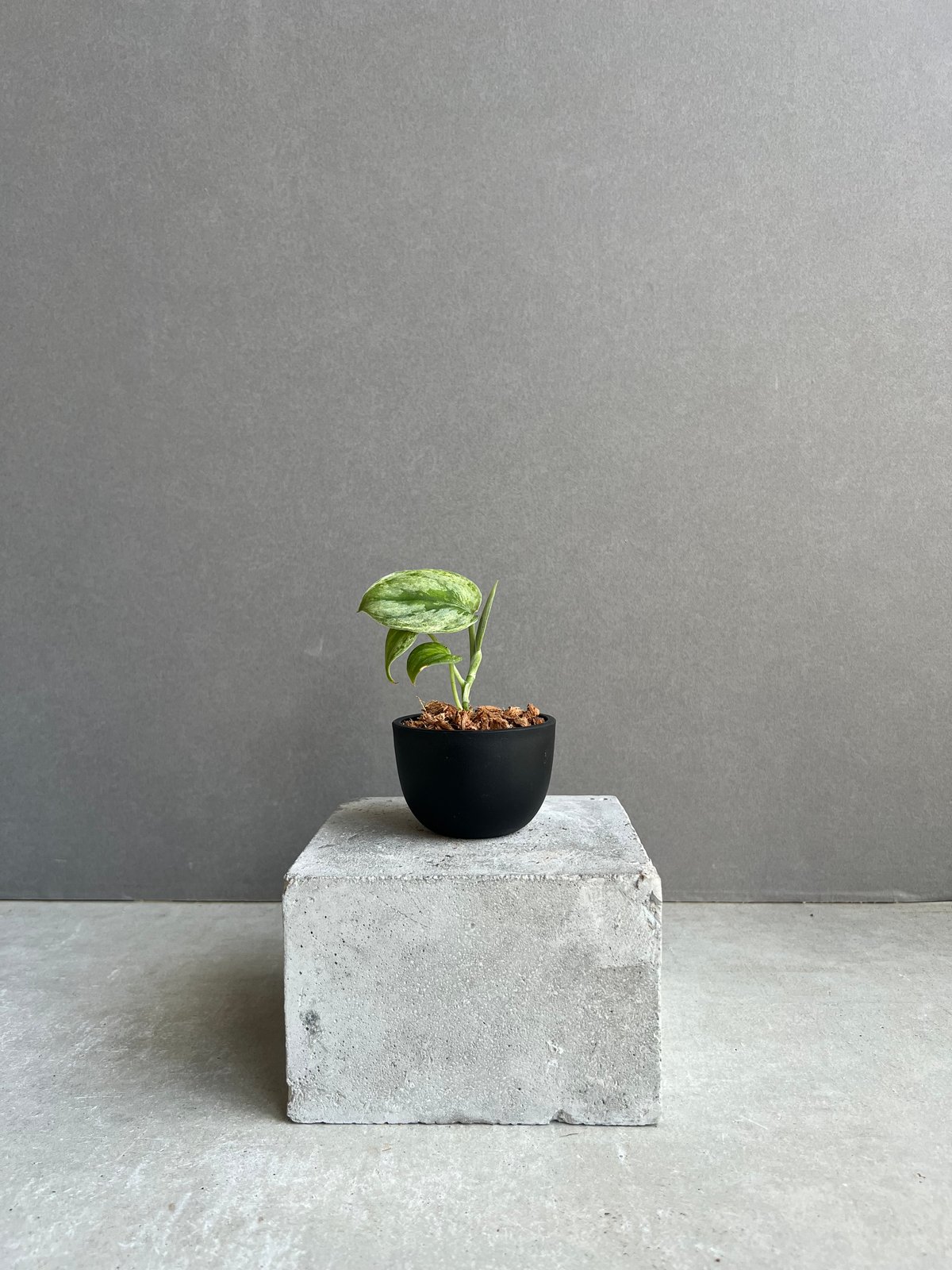 スキンダプサス ホログラム ミント 「Scindapsus Hologram Mint」42D