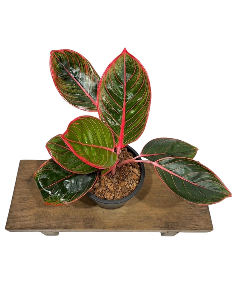 アグラオネマ リップスティック カンザ 「Aglaonema Lipstick Khanza」