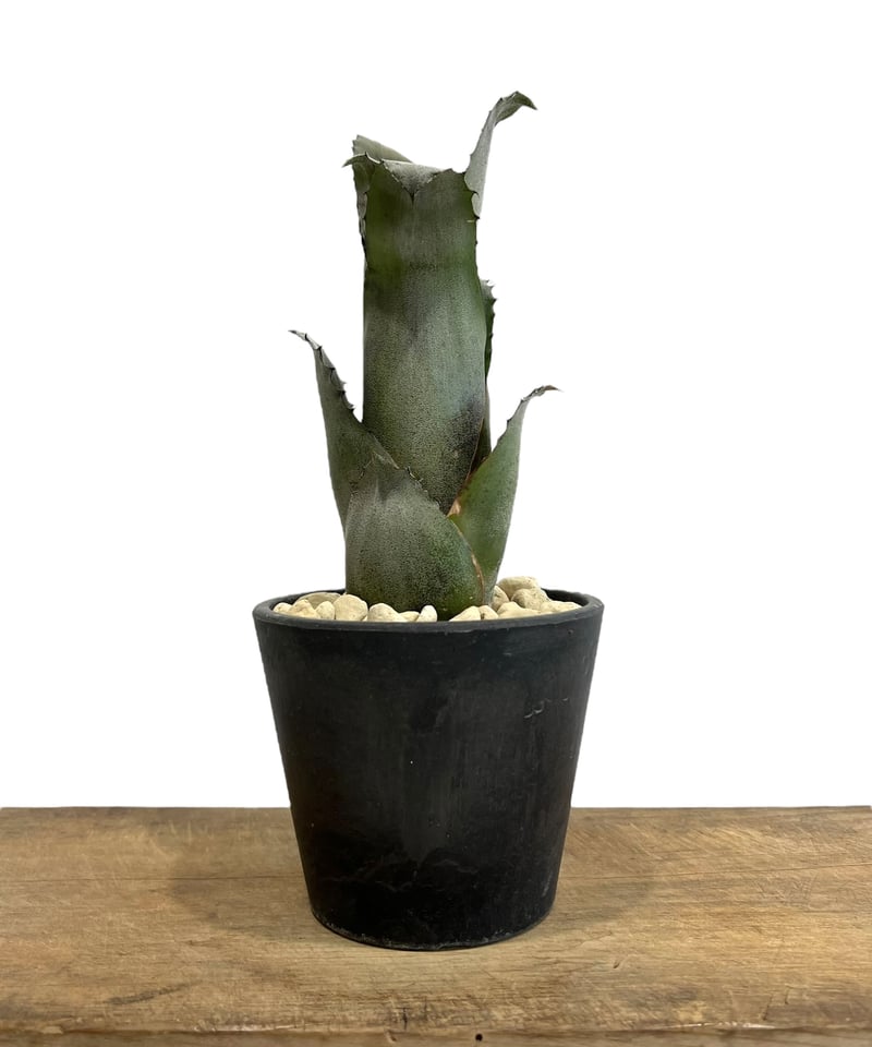 ホヘンベルギア sp. 357 「Hohenbergia sp. 357」 49H | SHO