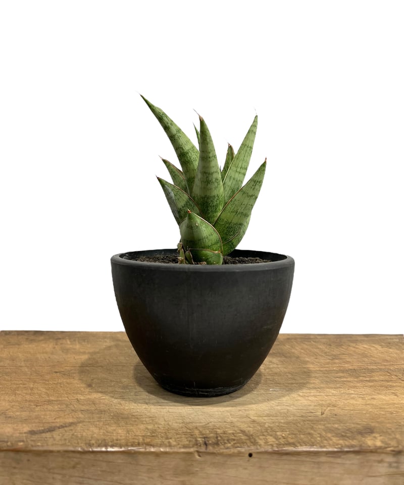 サンセベリア ロックマン 「Sansevieria Rock Man」30K | SHOUC