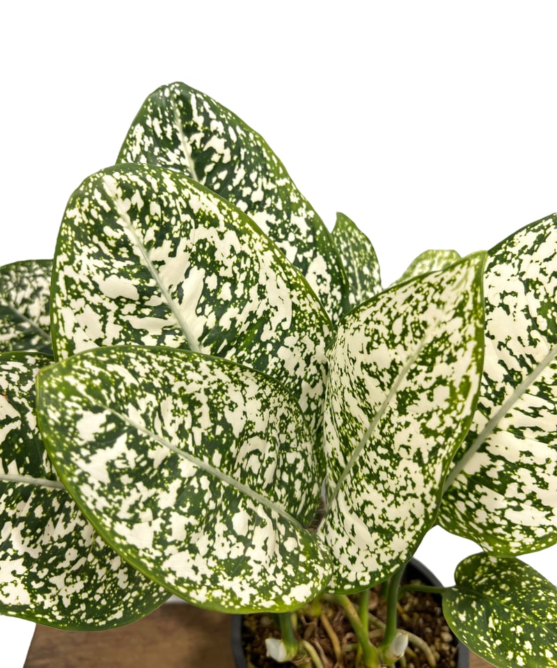 アグラオネマ spp. 「Aglaonema spp.」75K | SHOUCHIKUEN