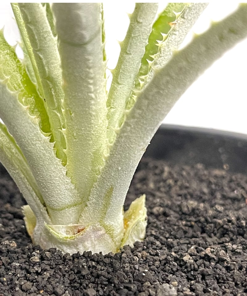 シンコラエア バールマルクシー「Sincoraea burle-marxii」2/3-23 |