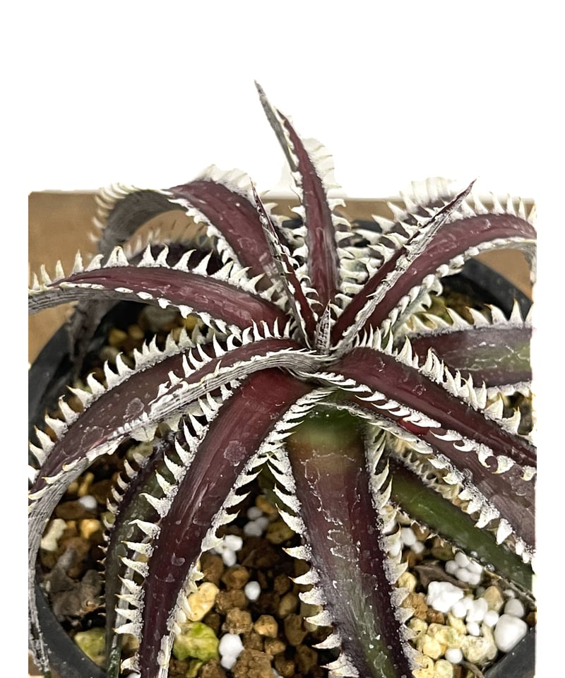 ディッキア レッドリボン「Dyckia Red Ribbon」13E-1 | SHOUCHIKUEN