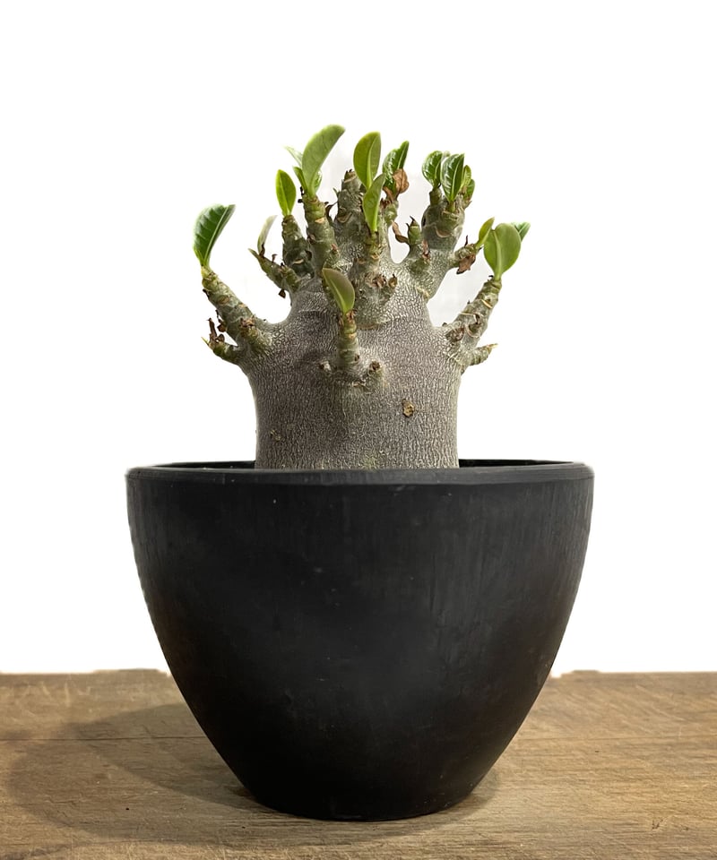 アデニウム アラビカム ドワーフ “ブラック”「adenium arabicum Dwar
