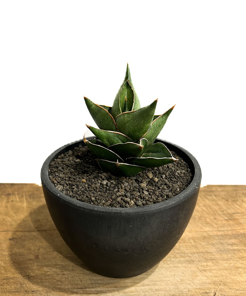 サンセベリア クラブクロー「Sansevieria Crab Claw (S. pingui