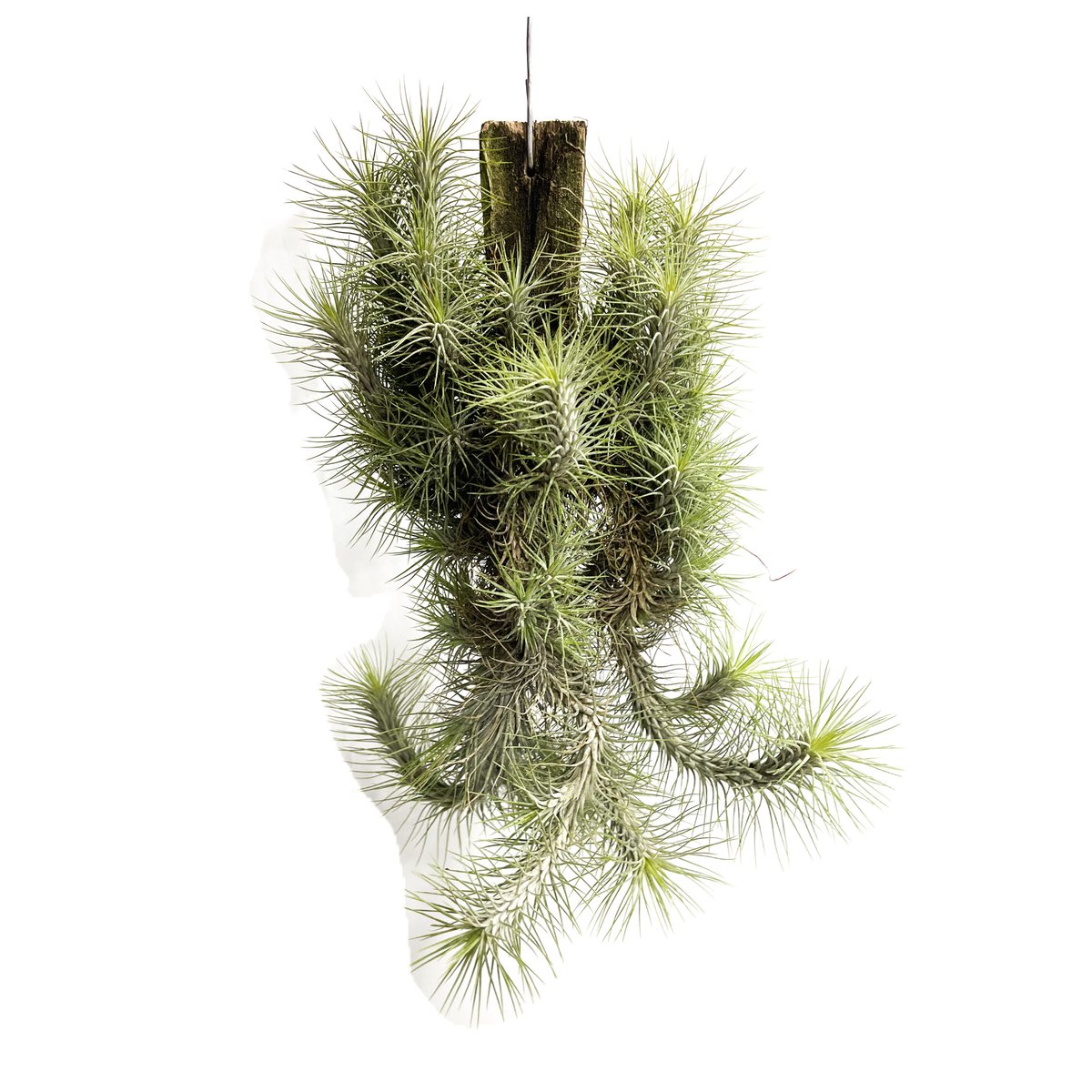 購入不可 チランジア フンキアナクランプ(4頭クランプ) ティランジア フンキアナ クランプ ②「Tillandsia funckiana
