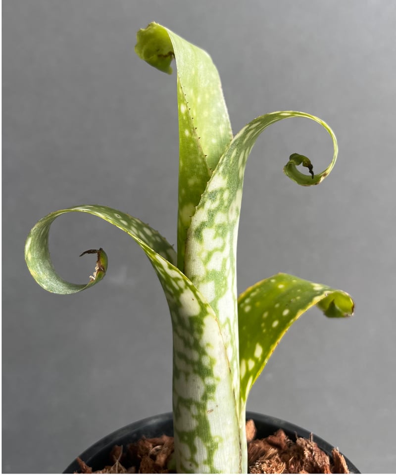 ビルベルギア topeaite 子株付き ビルベルギア topeaite 子株付き