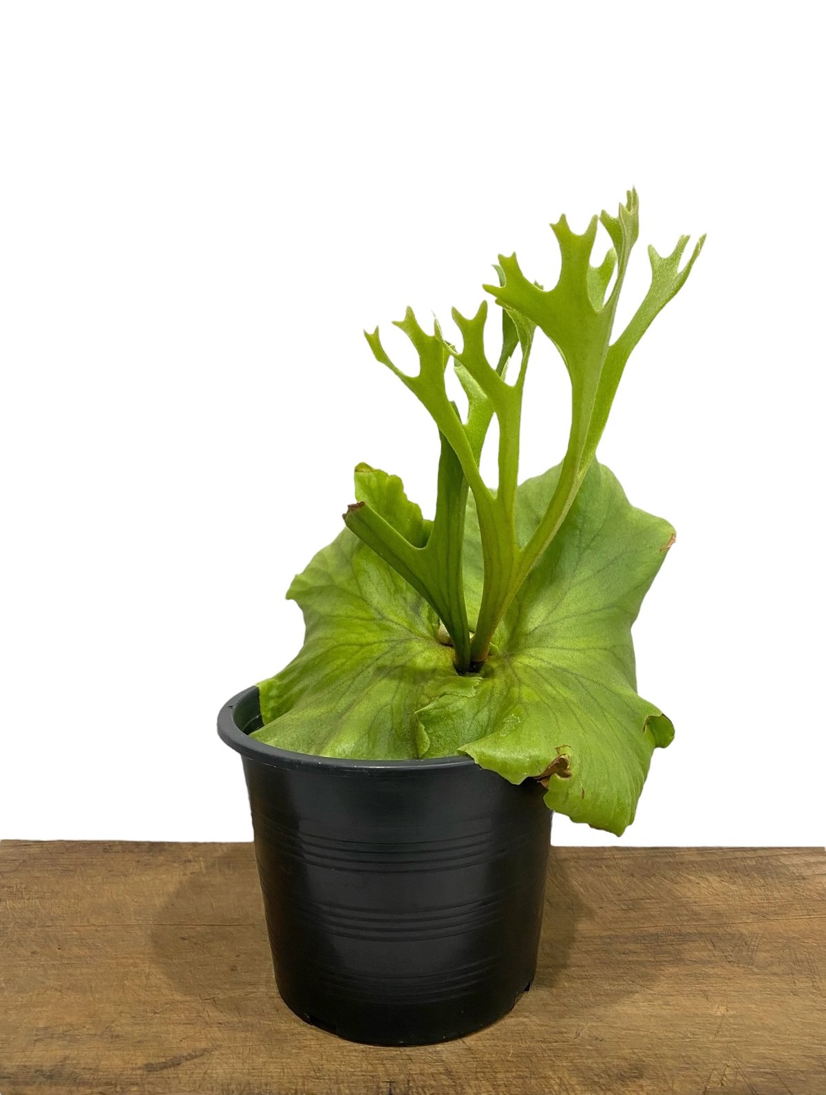 ビカクシダ キッチャクード 細葉 「Platycerium Mt. Kitshakood