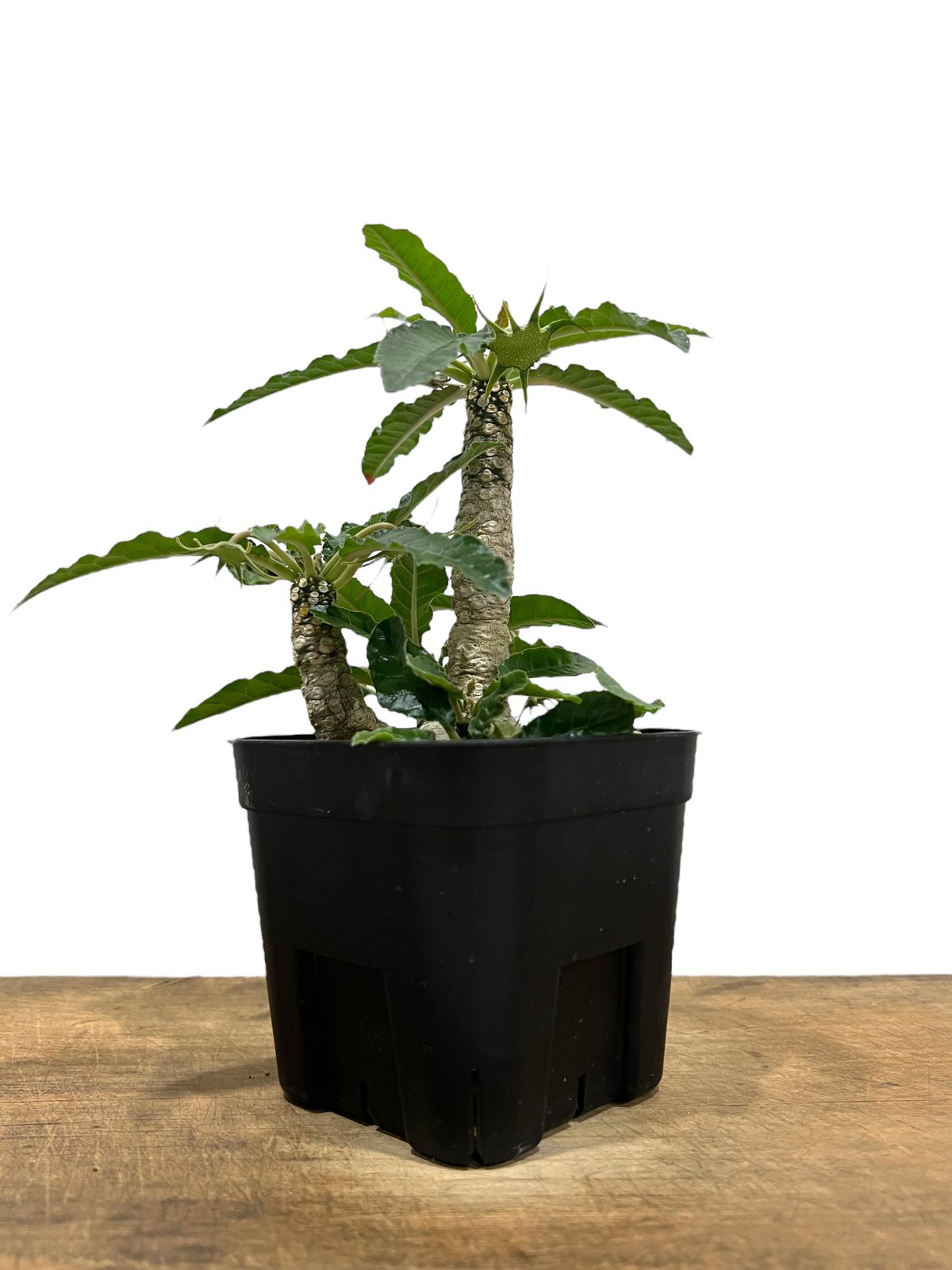 ドルステニア フォエチダ “多頭タイプ” 「Dorstenia foetida」55K | S